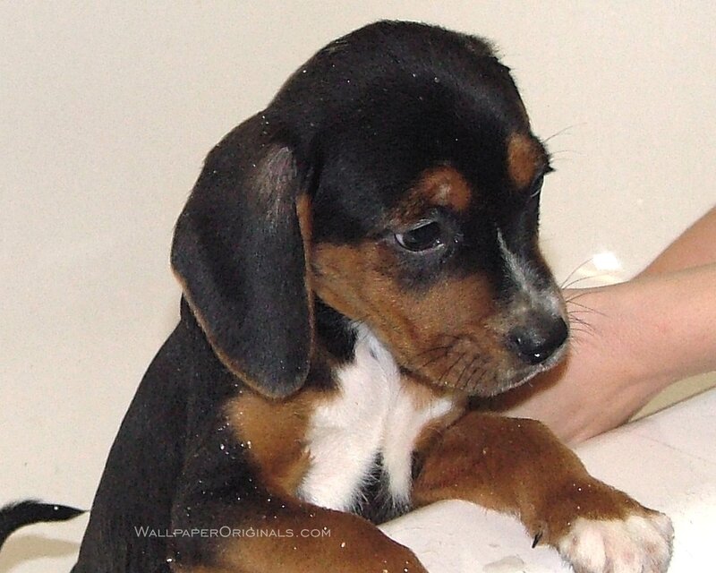 Black Brown and White Puppy