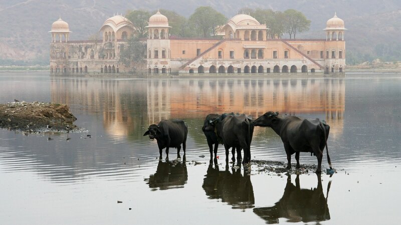 Black Buffaloes in Water
