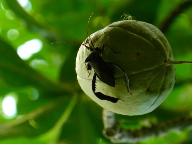 Black Bug on Green Pod