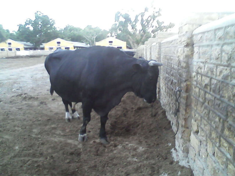 black bull in a pen