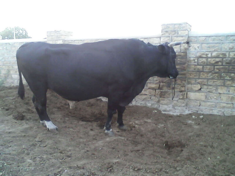 Black Bull in Enclosure — Neutral