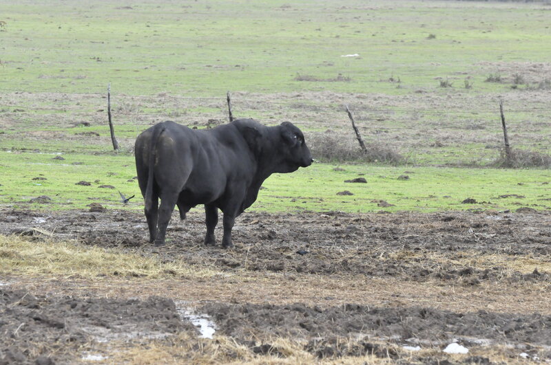 Black Bull in Field