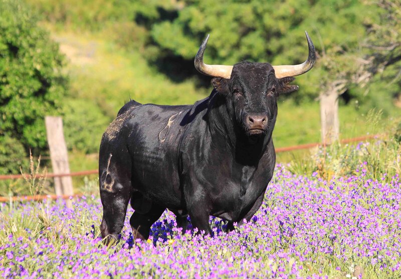 Black bull in purple flowers