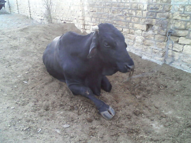 Black bull resting on dirt