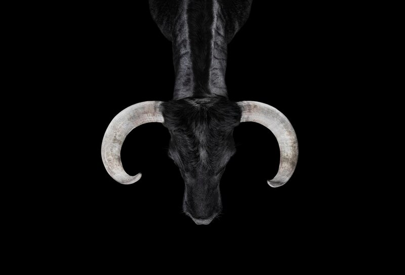 Black Bull with Curved Horns