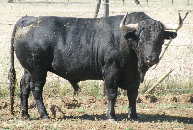 Black bull with large horns