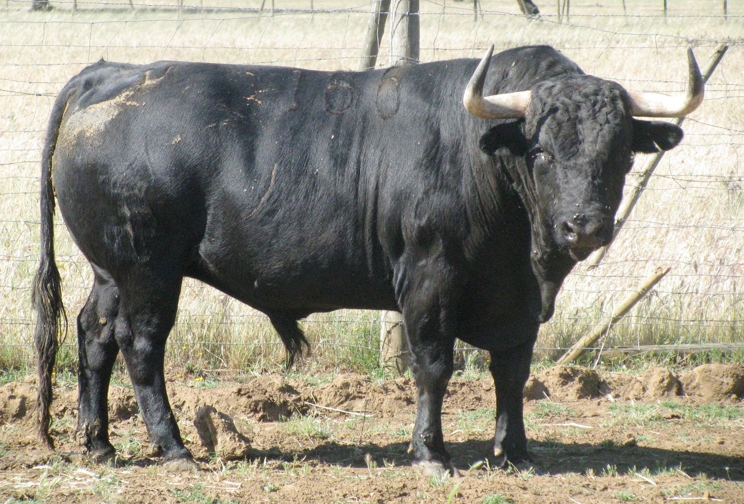 Black bull with large horns