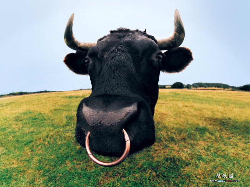 Black bull with nose ring in field