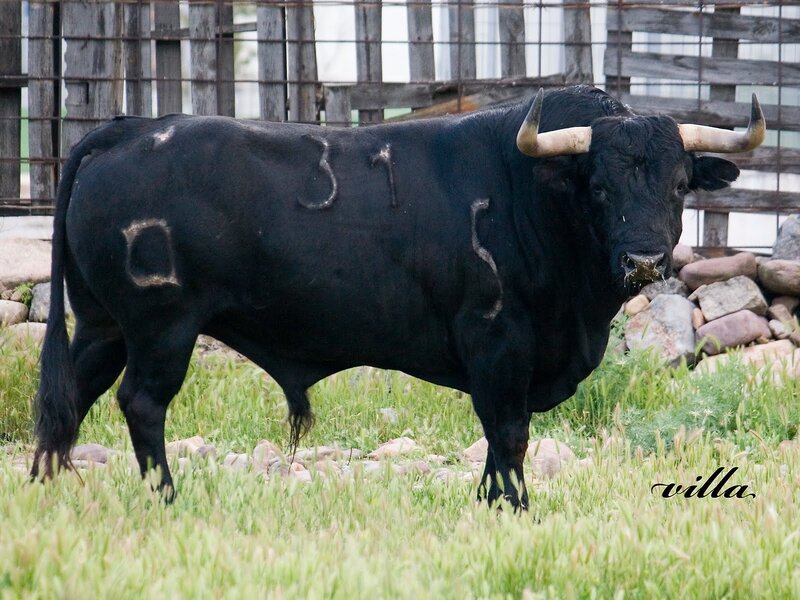 Black bull with painted numbers