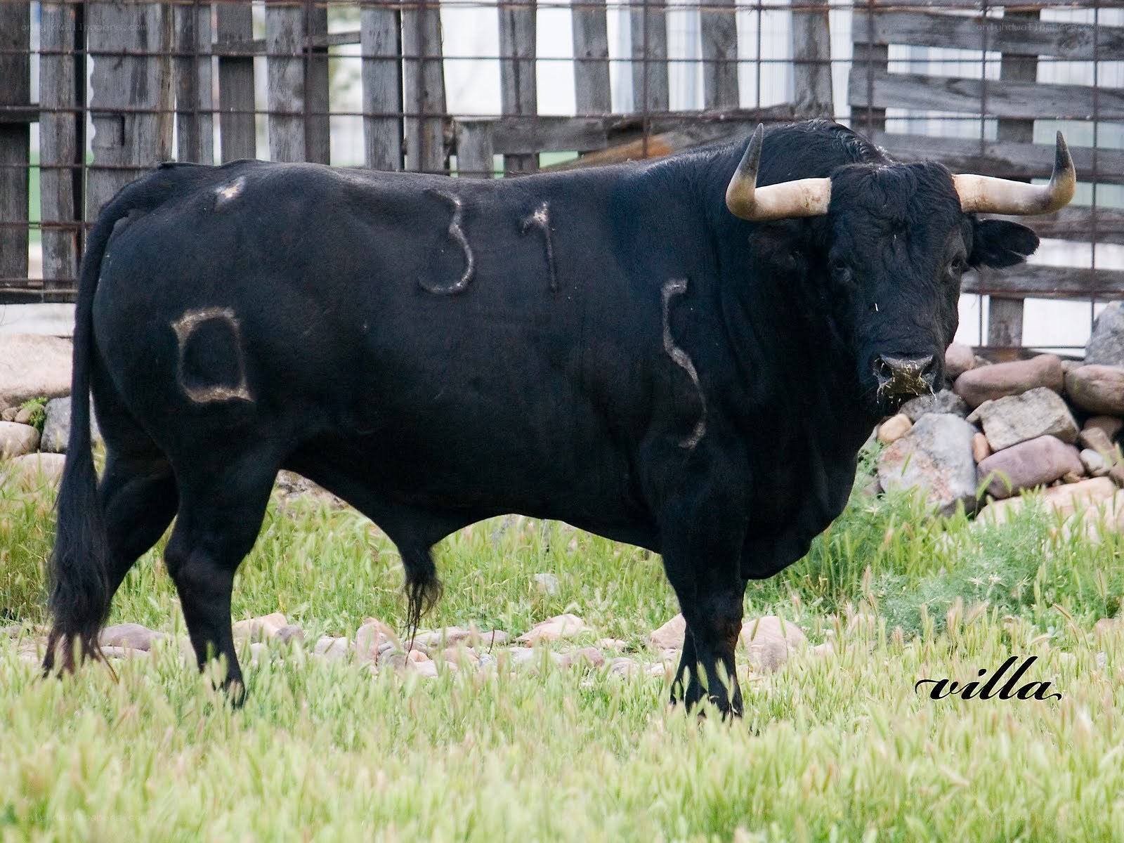 Black bull with painted numbers