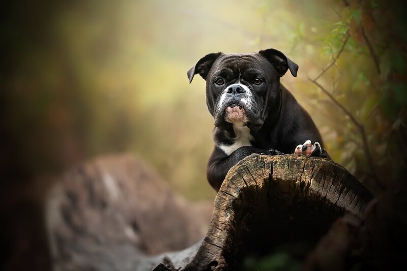 Black Bulldog on Log