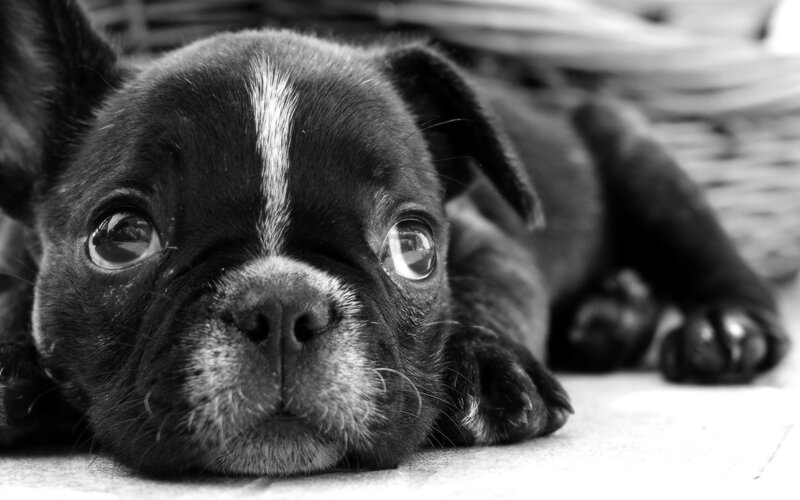 Black Bulldog Puppy