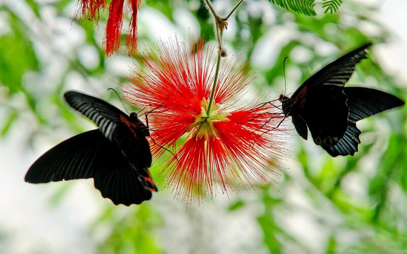 Black Butterflies on Flower — Red, Natural, Photograph, Leaves
