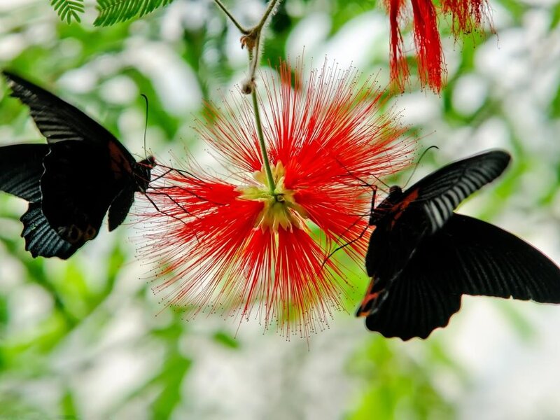 Black Butterflies on Flower — Red, Natural, Photograph