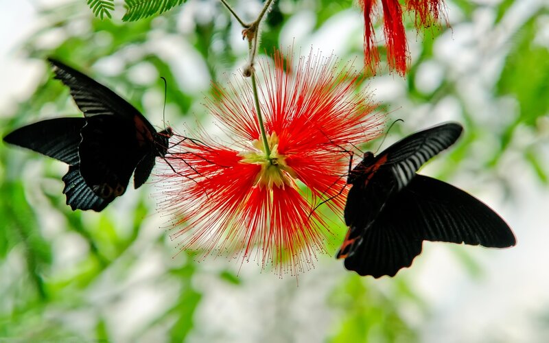 Black Butterflies on Flower — Red, Natural