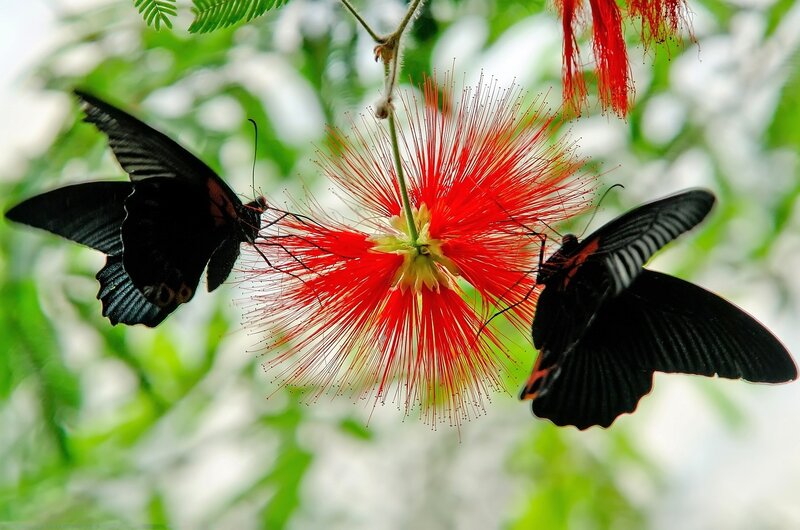 Black Butterflies on Flower — Red