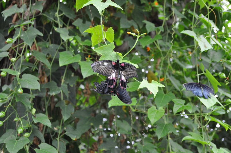 Black Butterflies on Vines