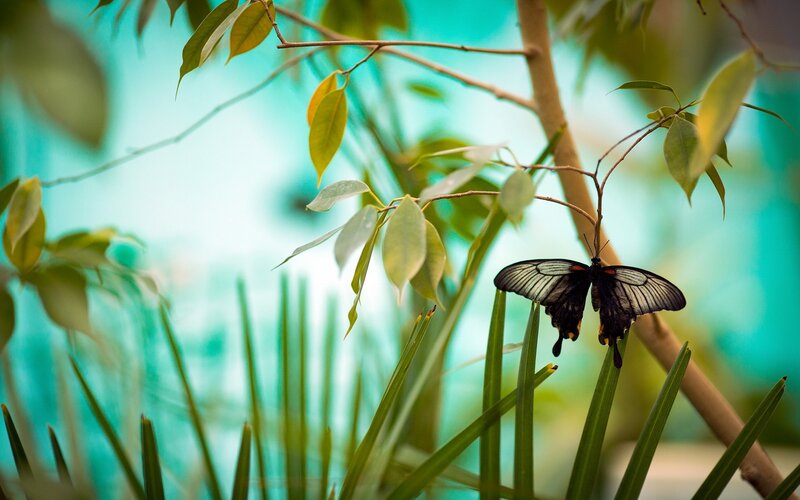 Black Butterfly on Branch — Green