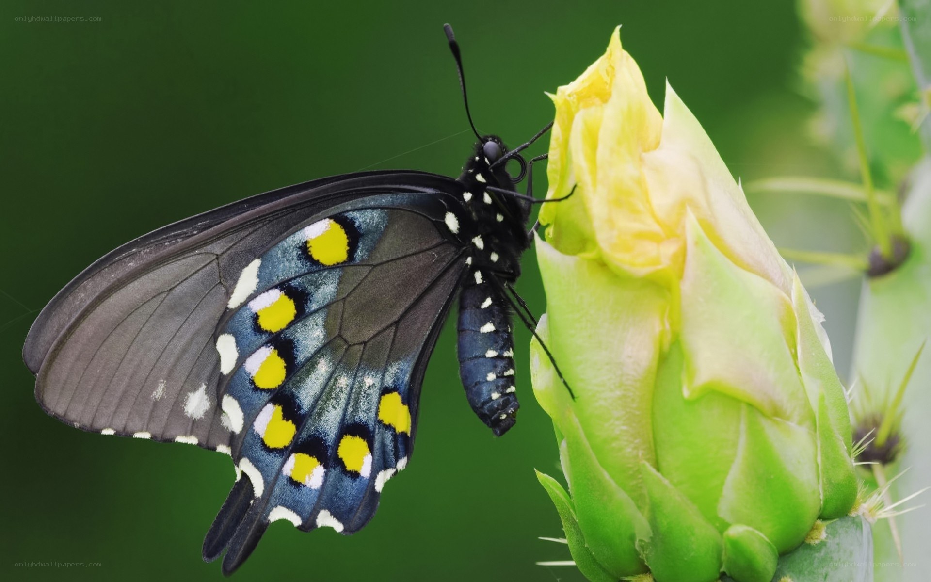 black butterfly on cactus flower