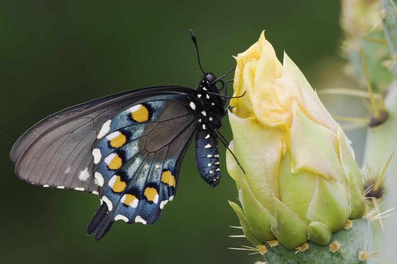 Black Butterfly on Cactus — Green