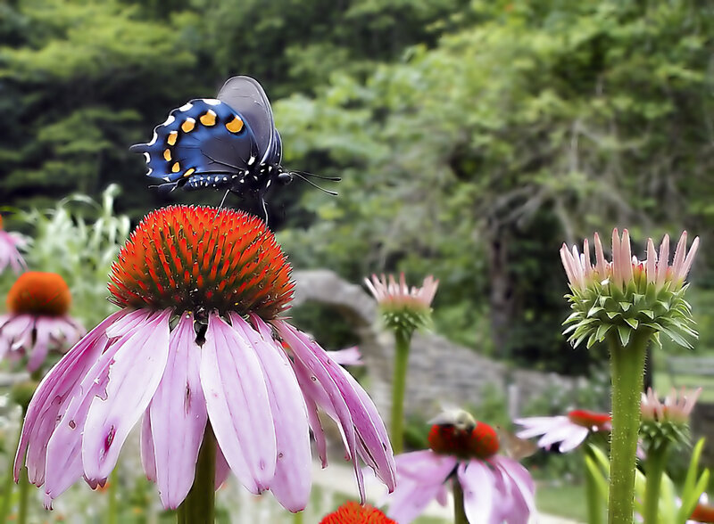 Black Butterfly on Coneflower