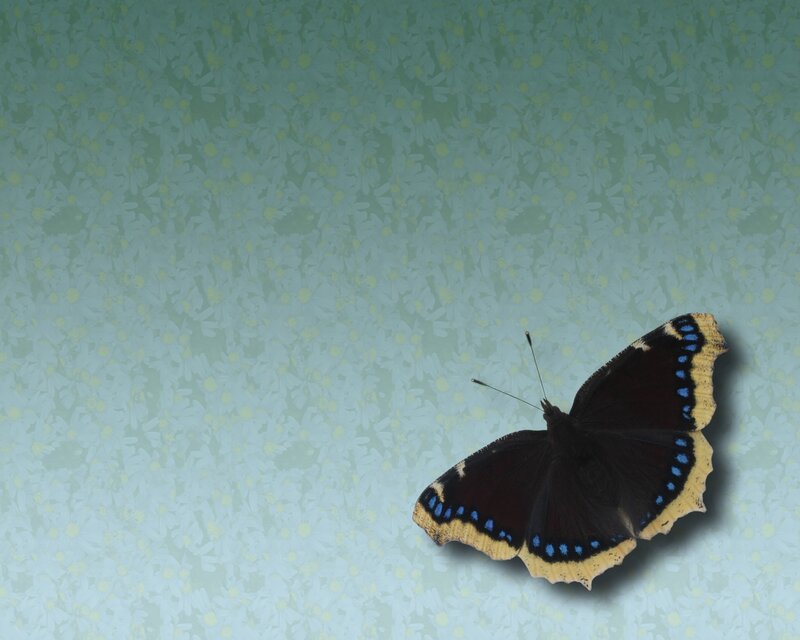 black butterfly on floral wallpaper