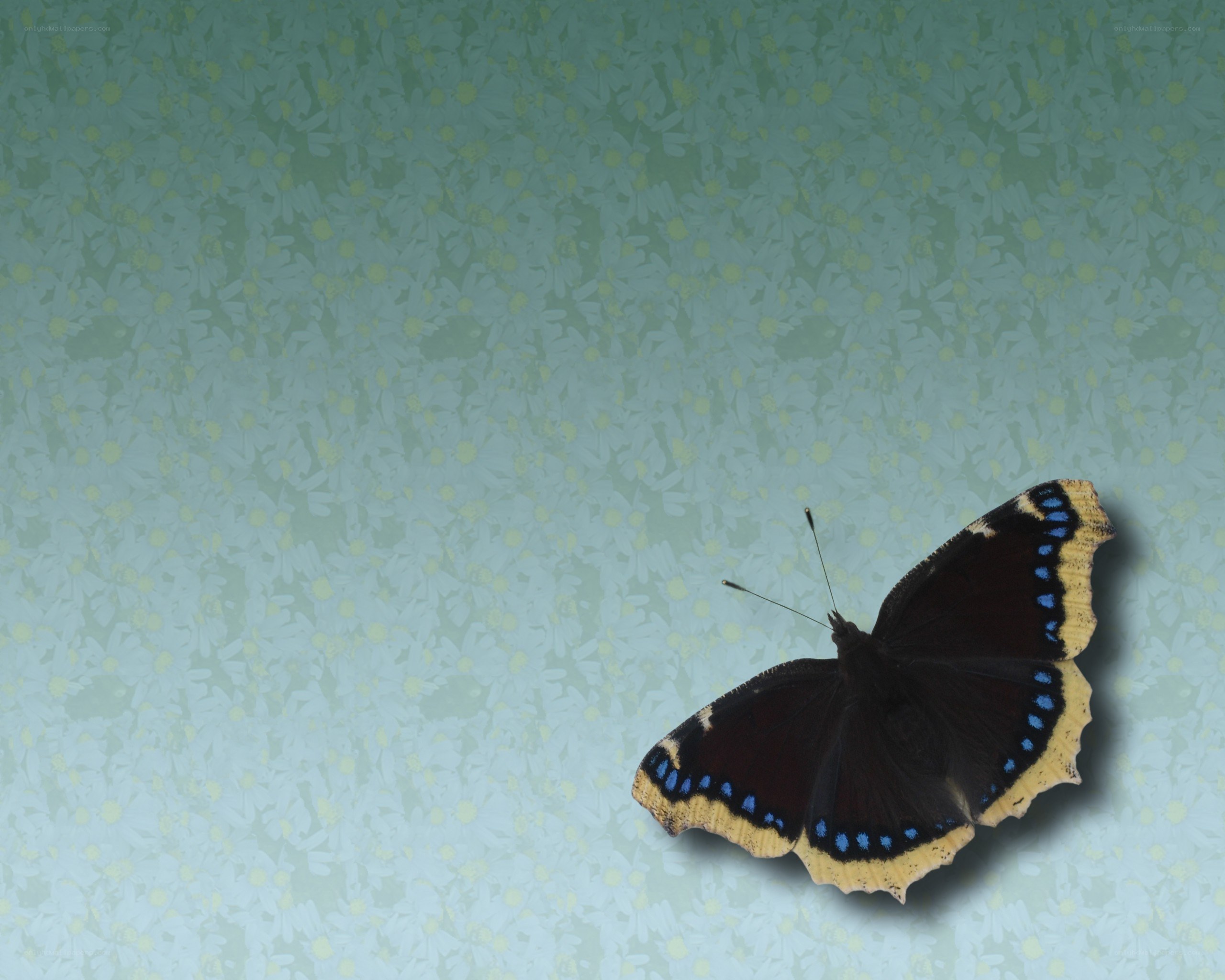 black butterfly on floral wallpaper