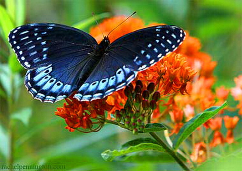 Black Butterfly on Flower — Blue, Calm, Afternoon