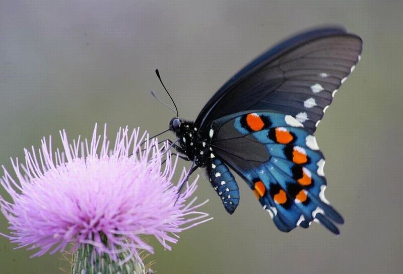Black Butterfly on Flower — Blue, Calm