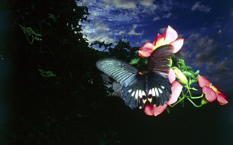 Black Butterfly on Flower — Blue, Dramatic, Night