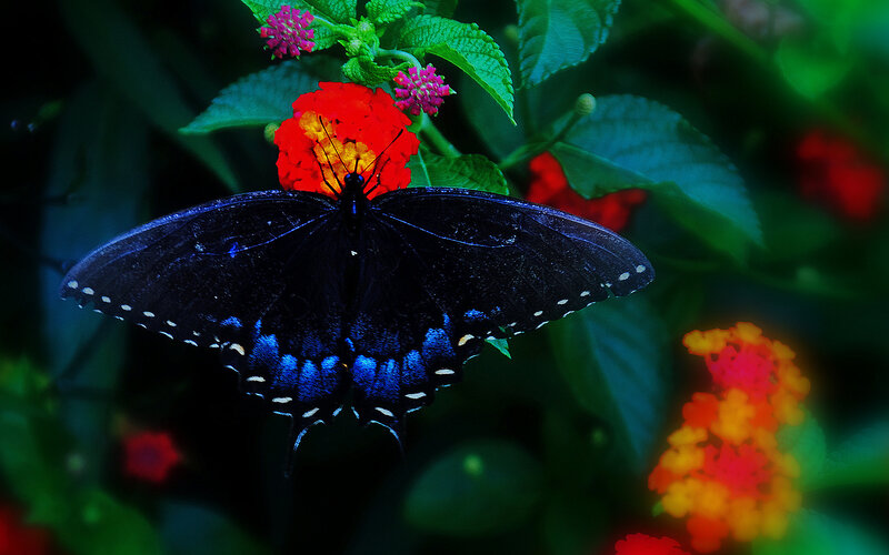 Black Butterfly on Flower — Blue, Dramatic