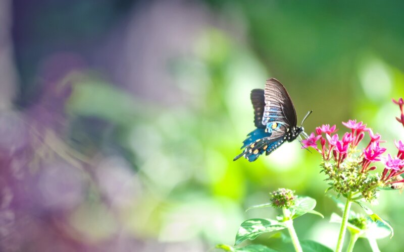 Black Butterfly on Flower — Blue, Serene, Afternoon, Photograph, Plant