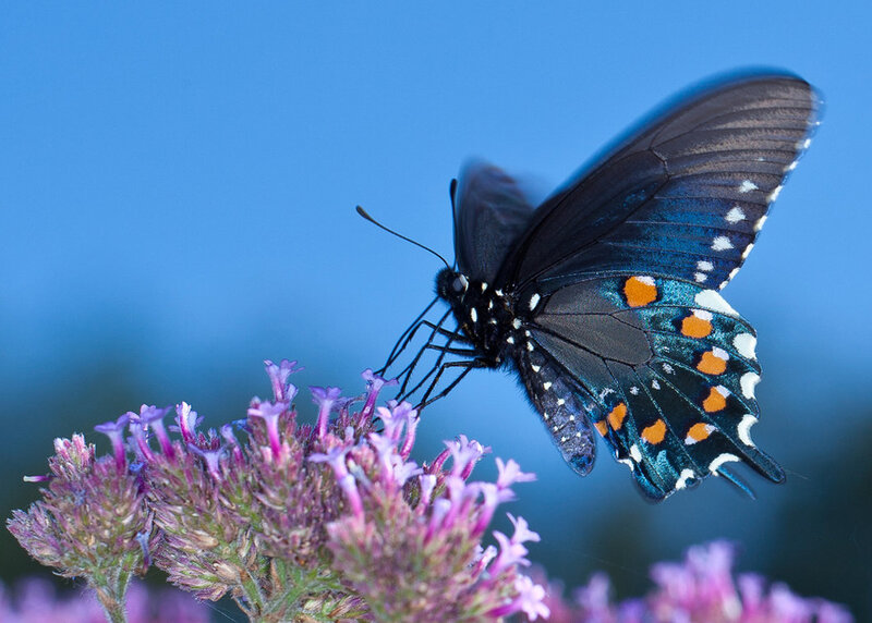 Black Butterfly on Flower — Blue, Serene, Afternoon, Photograph