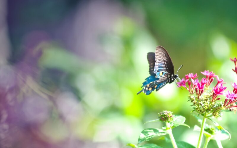 Black Butterfly on Flower — Blue, Serene, Afternoon