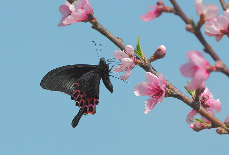 Black Butterfly on Flower — Blue, Serene, Spring