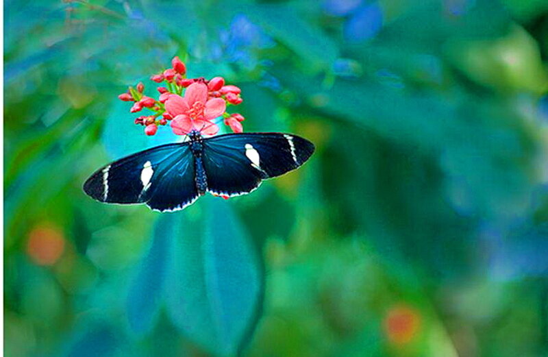 Black Butterfly on Flower — Blue, Serene