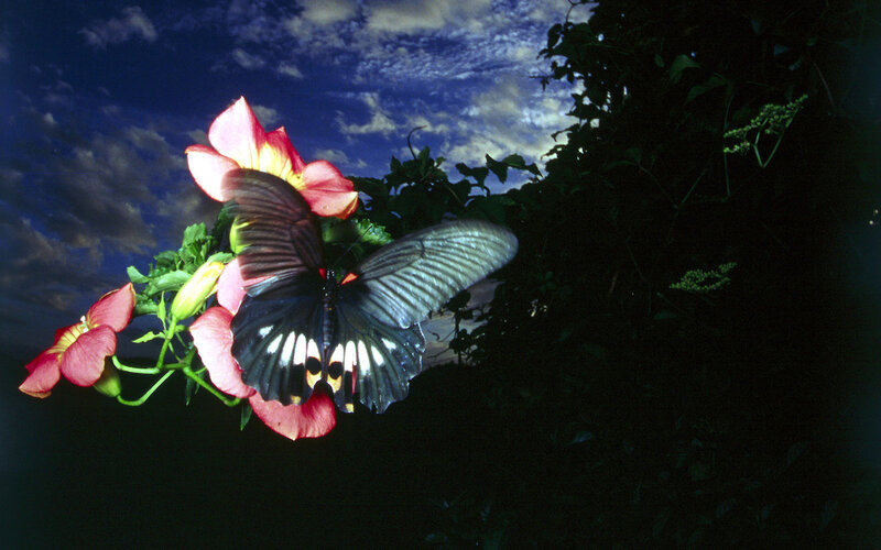 Black Butterfly on Flower — Blue
