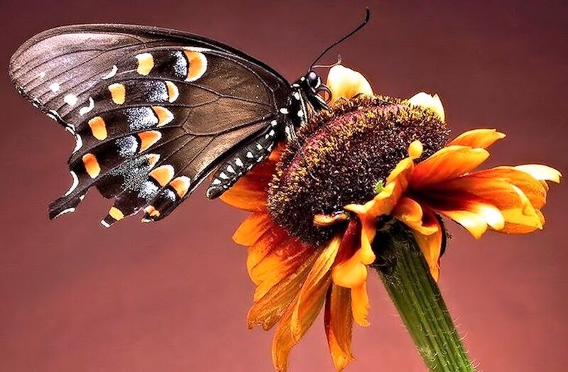 Black Butterfly on Flower — Brown, Calm
