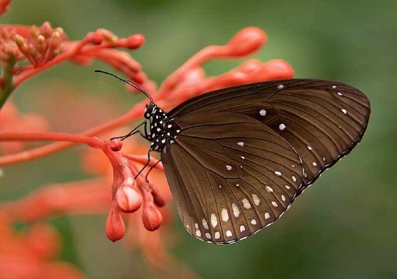 Black Butterfly on Flower — Brown