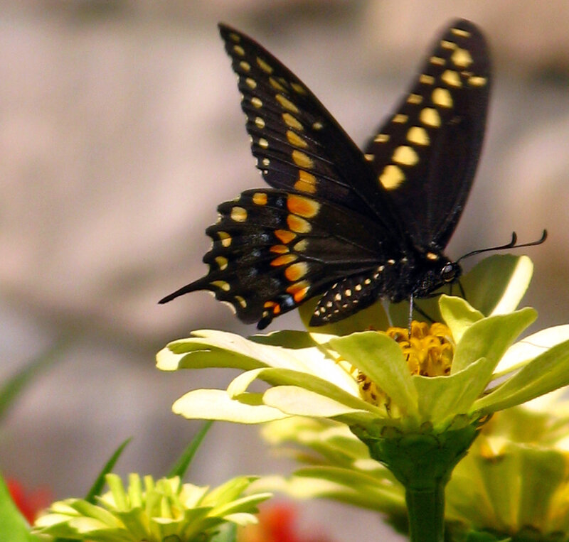 Black Butterfly on Flower — Calm, Afternoon, Photograph, Petals