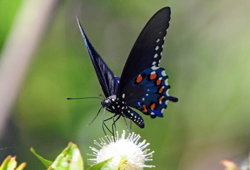 Black Butterfly on Flower — Calm, Afternoon