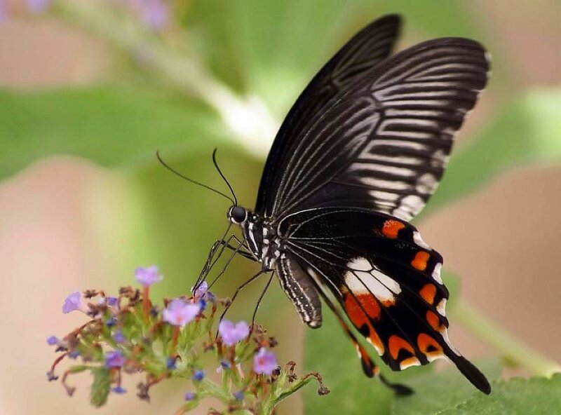 Black Butterfly on Flower — Calm, Daytime