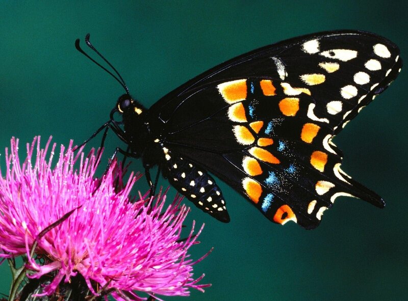 Black Butterfly on Flower — Calm, Photograph, Green Background, Pink