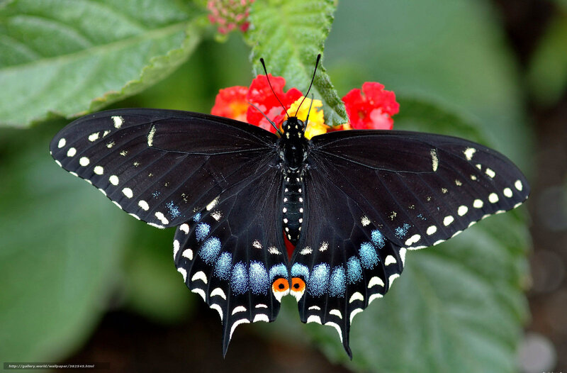 Black Butterfly on Flower — Calm, Photograph, Leaf