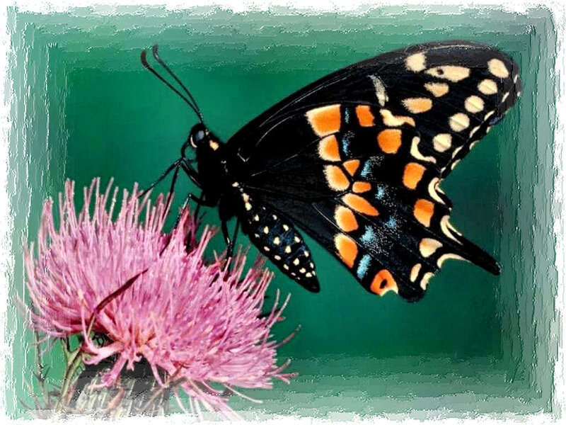 Black Butterfly on Flower — Calm, Photograph