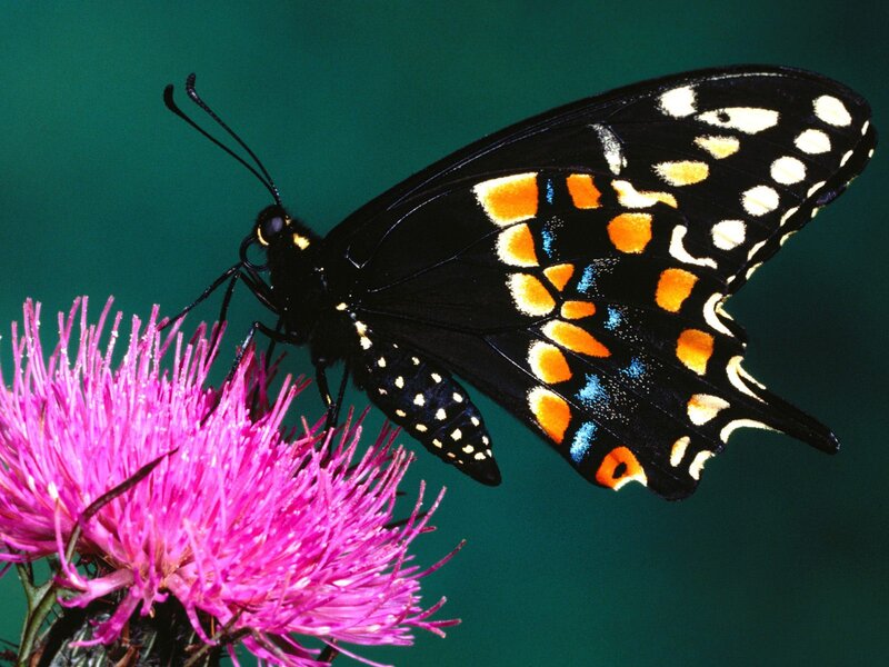 Black Butterfly on Flower — Calm, Photograph, Wing
