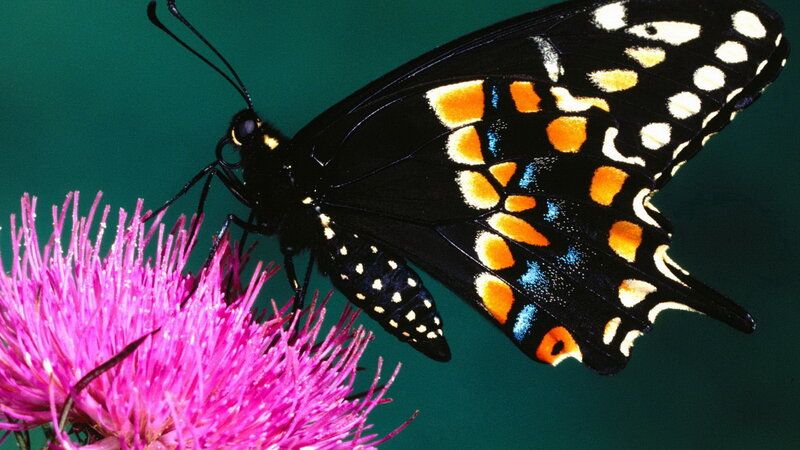Black Butterfly on Flower — Calm, Photograph, Wings