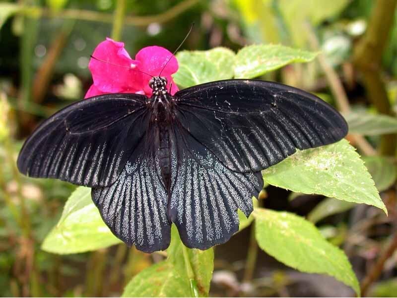 Black Butterfly on Flower — Calm