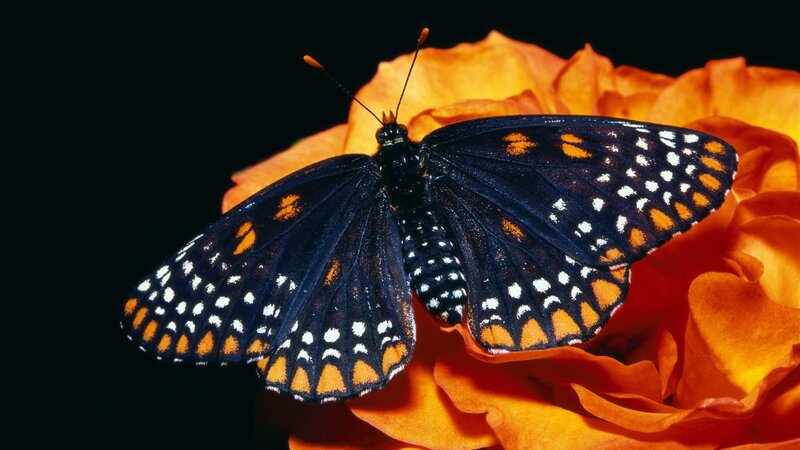 Black Butterfly on Flower — Dramatic, Photograph, Antennae