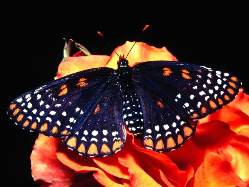 Black Butterfly on Flower — Dramatic